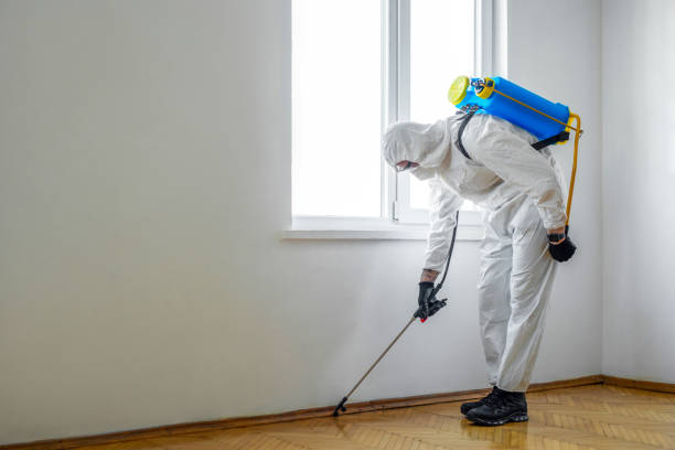 Best Flea Control Services  in St Martinville, LA