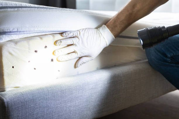 Best Affordable Pest Control Services  in St Martinville, LA