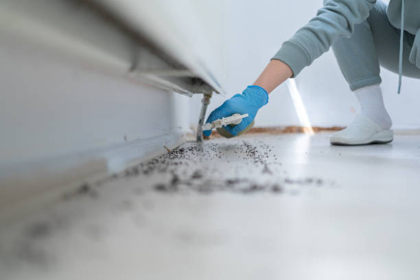 Flea Control Services in St Martinville, LA