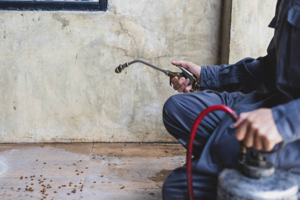 Best Local Pest Control Services  in St Martinville, LA